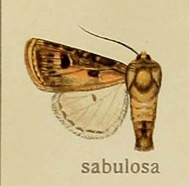 Agrotis sabulosa