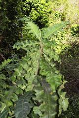 Acanthus polystachyus