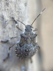 Halyomorpha halys
