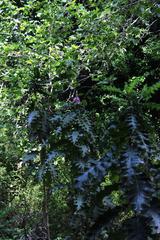 Acanthus polystachyus