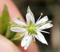 Stellaria humifusa