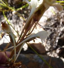 Satyrium eurycalcaratum