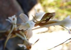 Satyrium eurycalcaratum