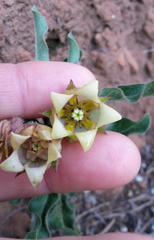 Pachycarpus dealbatus