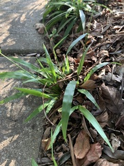 Paspalum langei