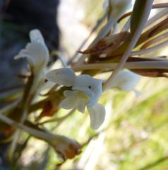 Satyrium eurycalcaratum