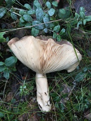 Lactarius utilis