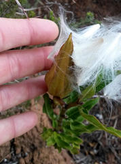 Pachycarpus dealbatus