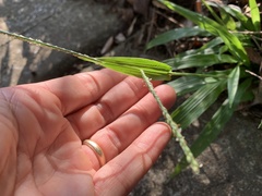 Paspalum langei
