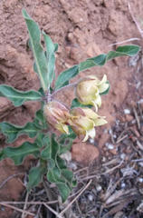Pachycarpus dealbatus
