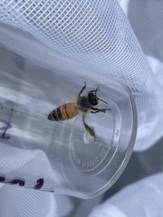 Apis mellifera