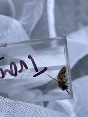 Apis mellifera