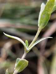 Stellaria humifusa