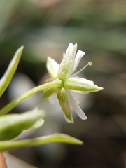 Stellaria humifusa