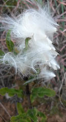 Pachycarpus dealbatus