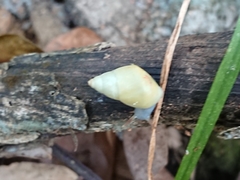 Drymaeus vincentinus