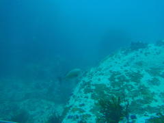 Pachymetopon blochii
