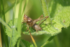 Antaxius spinibrachius