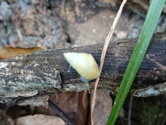 Drymaeus vincentinus