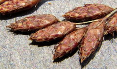 Fimbristylis bivalvis