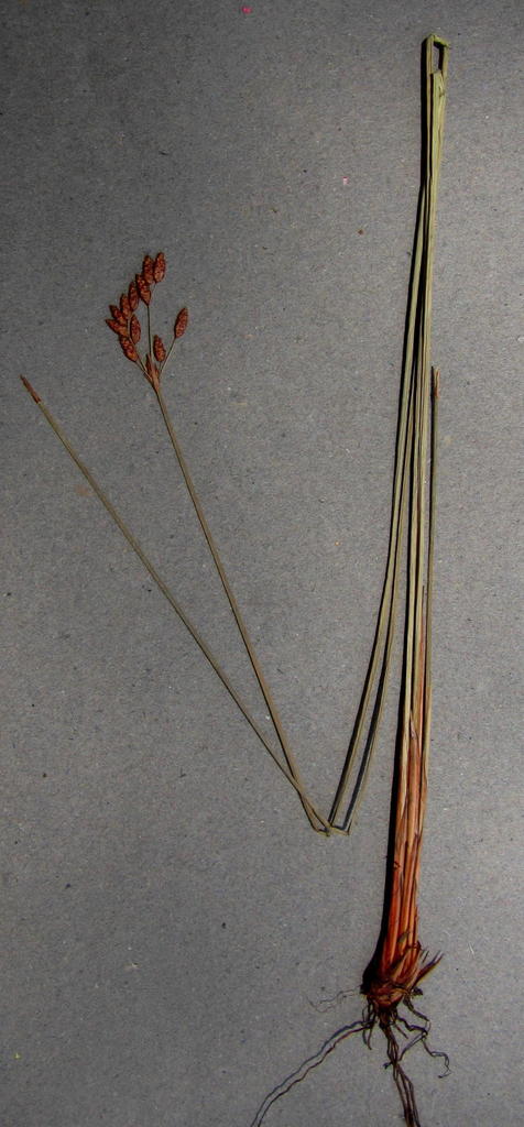 Fimbristylis bivalvis