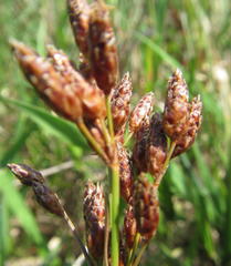 Fimbristylis bivalvis