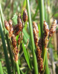 Fimbristylis bivalvis