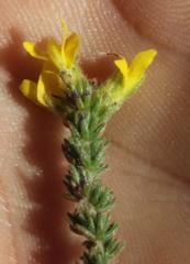 Aspalathus ericifolia ericifolia