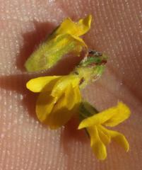 Aspalathus ericifolia ericifolia
