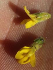 Aspalathus ericifolia ericifolia