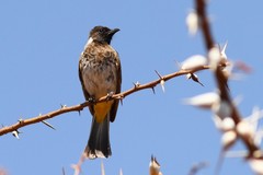 Pycnonotus barbatus dodsoni