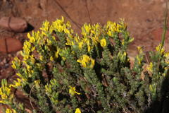 Aspalathus ericifolia ericifolia