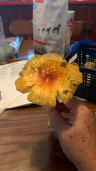 Amanita parcivolvata