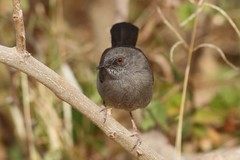 Calamonastes simplex