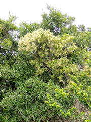 Apodytes dimidiata dimidiata