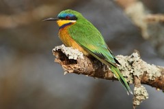 Merops lafresnayii