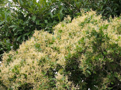 Apodytes dimidiata dimidiata