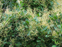 Apodytes dimidiata dimidiata