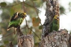 Poicephalus flavifrons