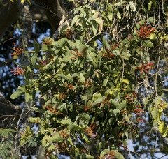 Psittacanthus cordatus