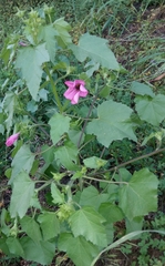 Malva trimestris