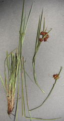 Rhynchospora barrosiana