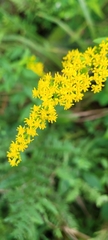 Solidago