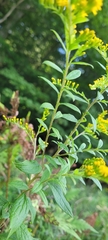 Solidago