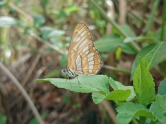 Mestra hersilia