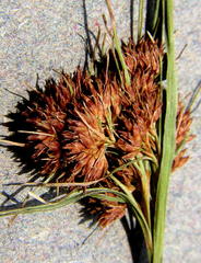 Rhynchospora barrosiana