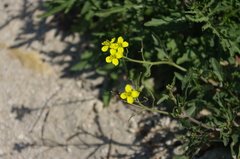 Diplotaxis tenuifolia