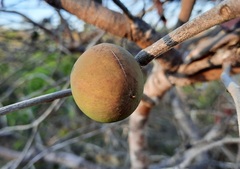 Hancornia speciosa