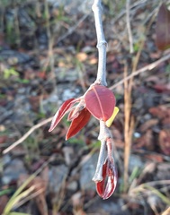 Hancornia speciosa