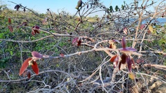 Hancornia speciosa